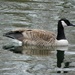 Canada Goose and reflection by thedarkroom