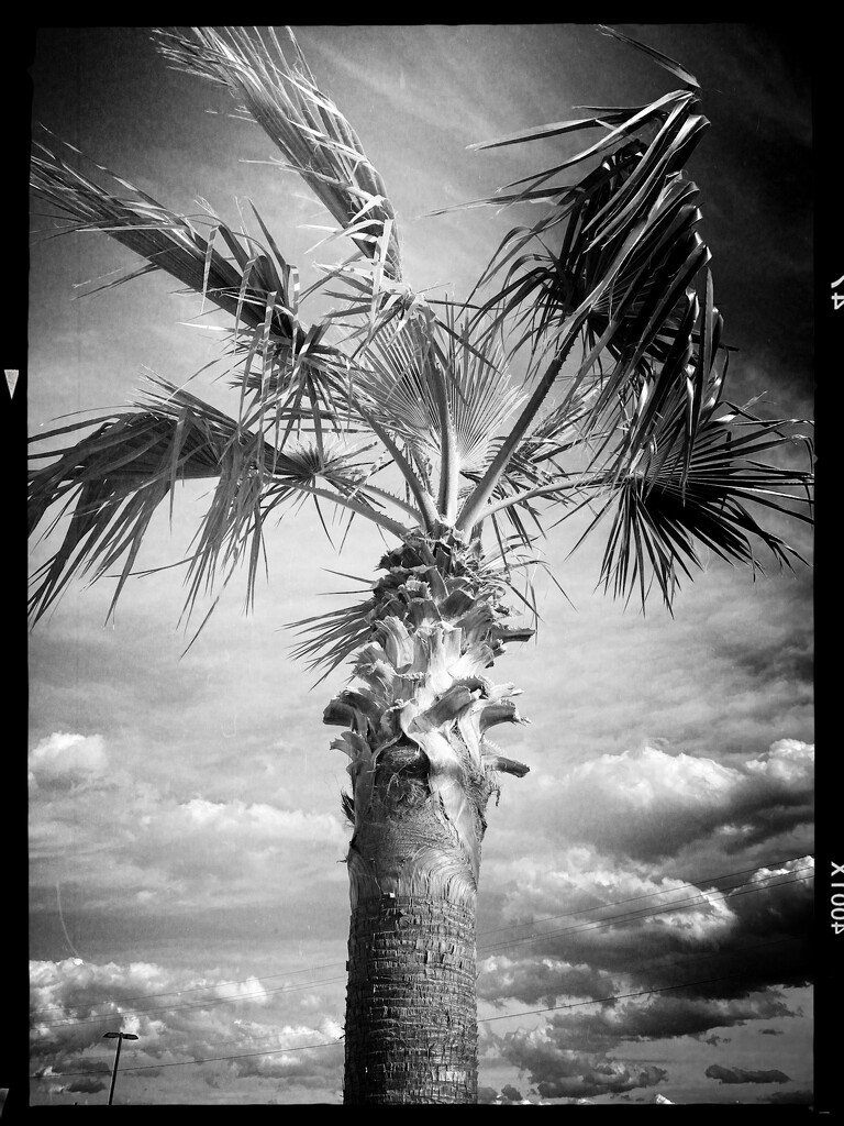 BW palm tree by jeffjones