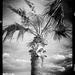 BW palm tree