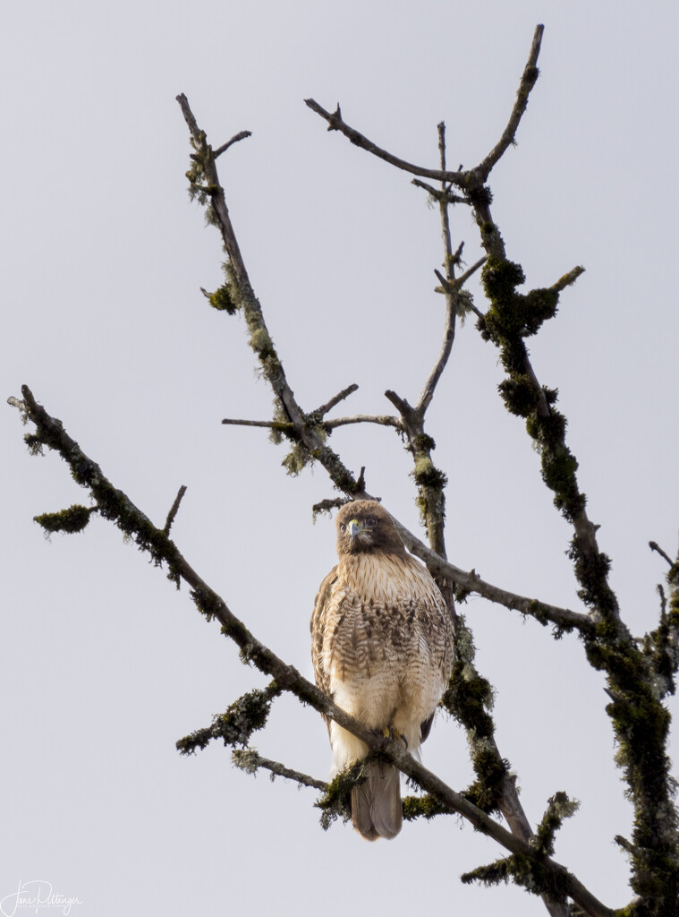 Hawk Waiting by jgpittenger