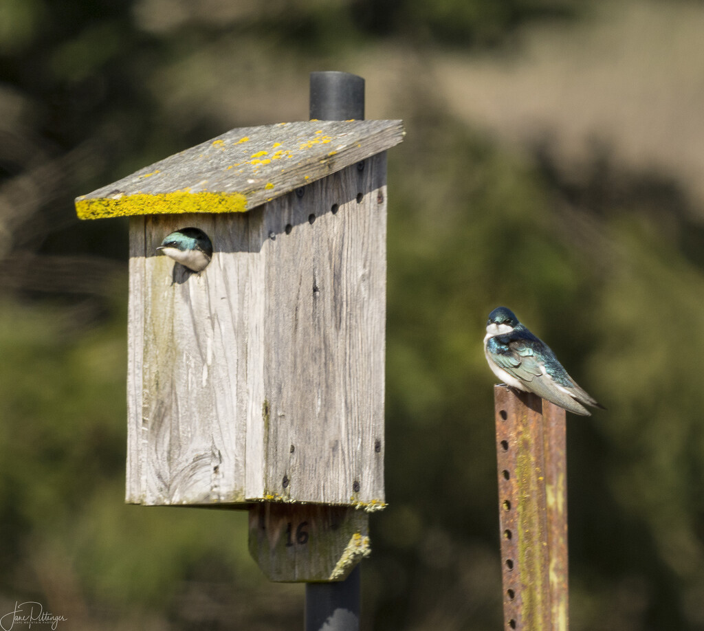Tree Swallows Thinking About Babies by jgpittenger