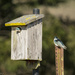 Tree Swallows Thinking About Babies
