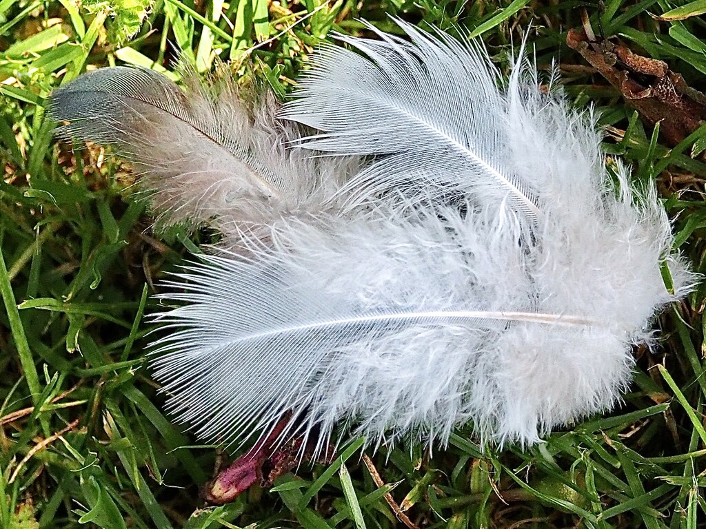 Feathers by Dawn