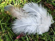 17th Mar 2023 - Feathers