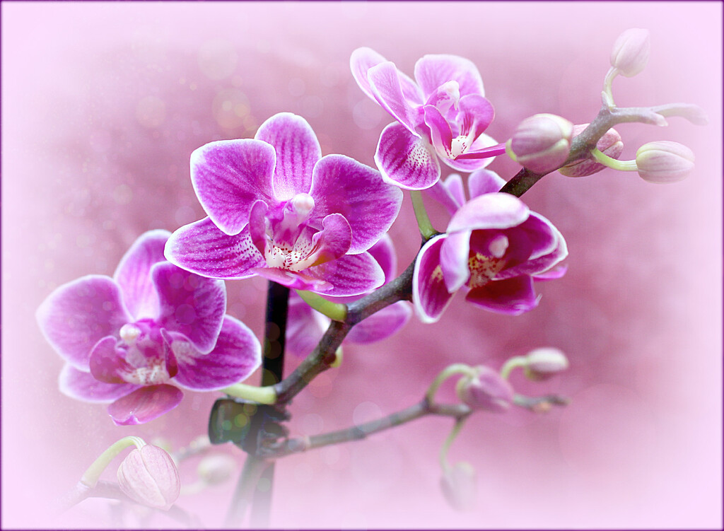 Tiny orchids.  by wendyfrost