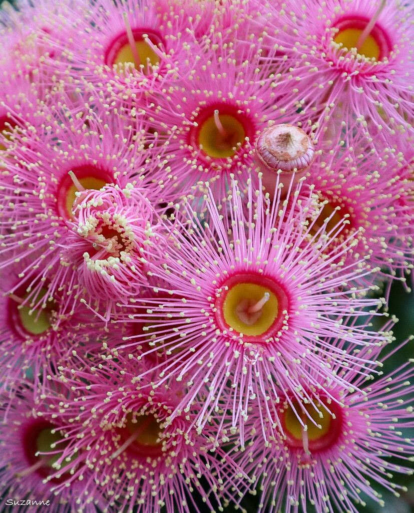 Pink flowering gum (Corymbia  ficifolia) by ankers70