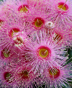 17th Mar 2023 - Pink flowering gum (Corymbia  ficifolia)