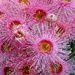 Pink flowering gum (Corymbia  ficifolia)