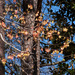 Maple tree wings... by marlboromaam