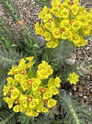 16th Mar 2023 - Spring in the Sonoran Desert, USA
