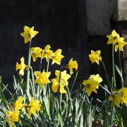 1st Mar 2023 - Daffodils