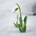 Snowdrops after the melt by novab