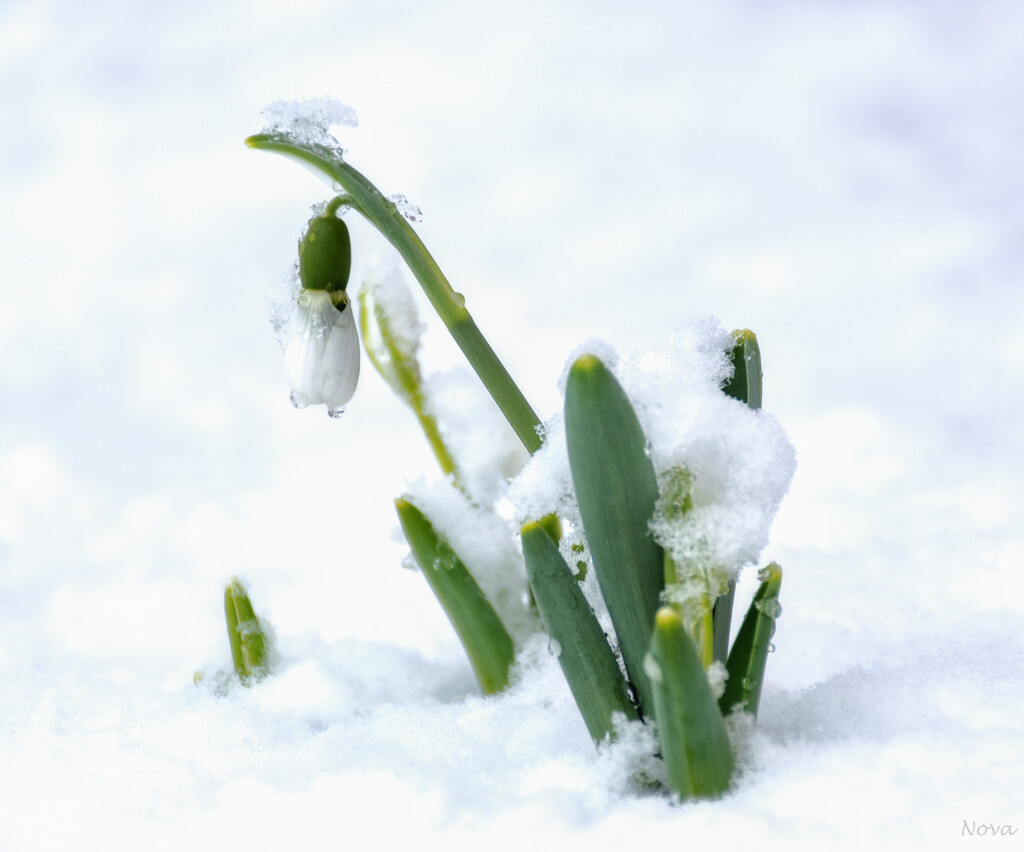 Snowdrops after the snow by novab