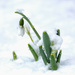Snowdrops after the snow by novab