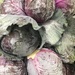 Purple cabbage by kchuk