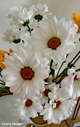 16th Mar 2023 - White daisy