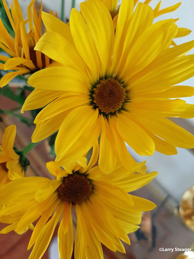 Yellow daisy by larrysphotos