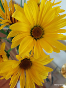 16th Mar 2023 - Yellow daisy