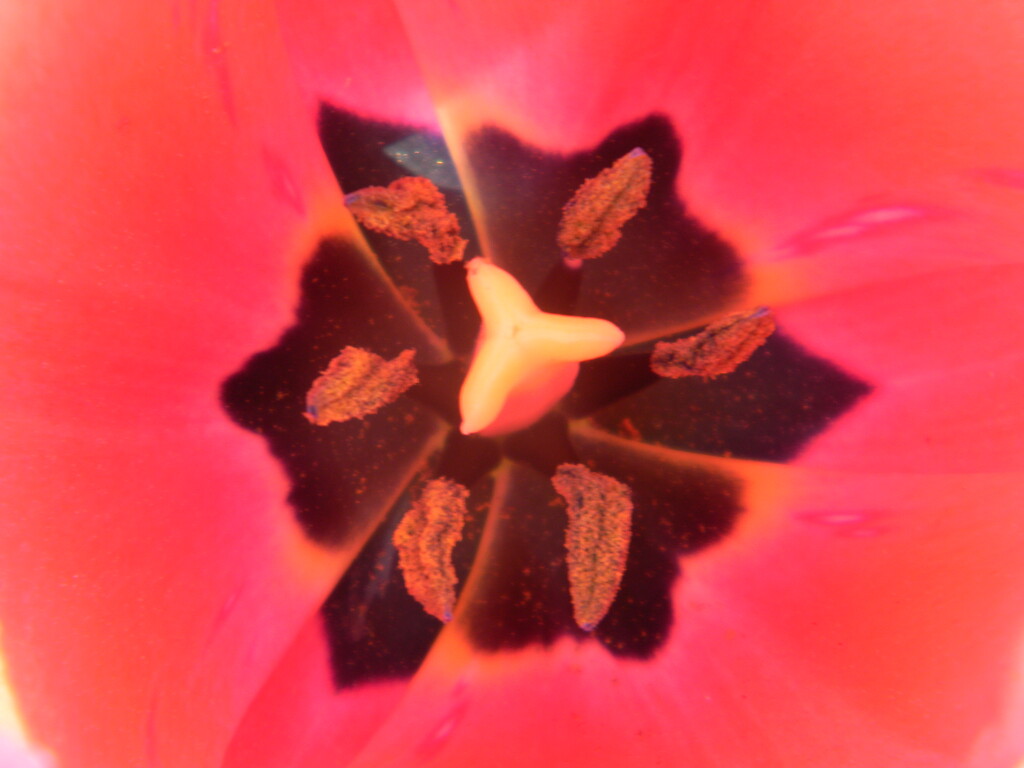 Inside Tulip  by sfeldphotos