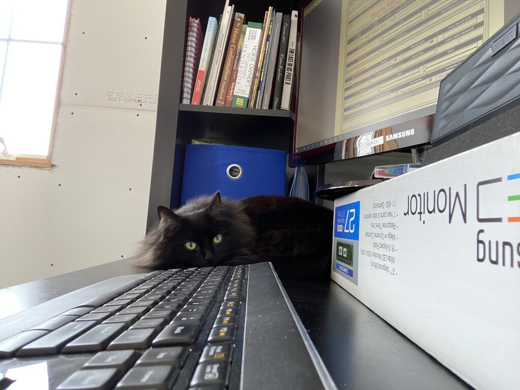 Feline Supervisor by vacantview
