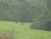 16th Mar 2023 - bunnies on the Belsfield lawn