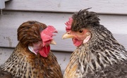 16th Mar 2023 - Legbar chickens