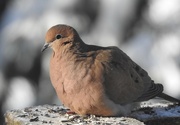 2nd Feb 2023 - Mourning Dove