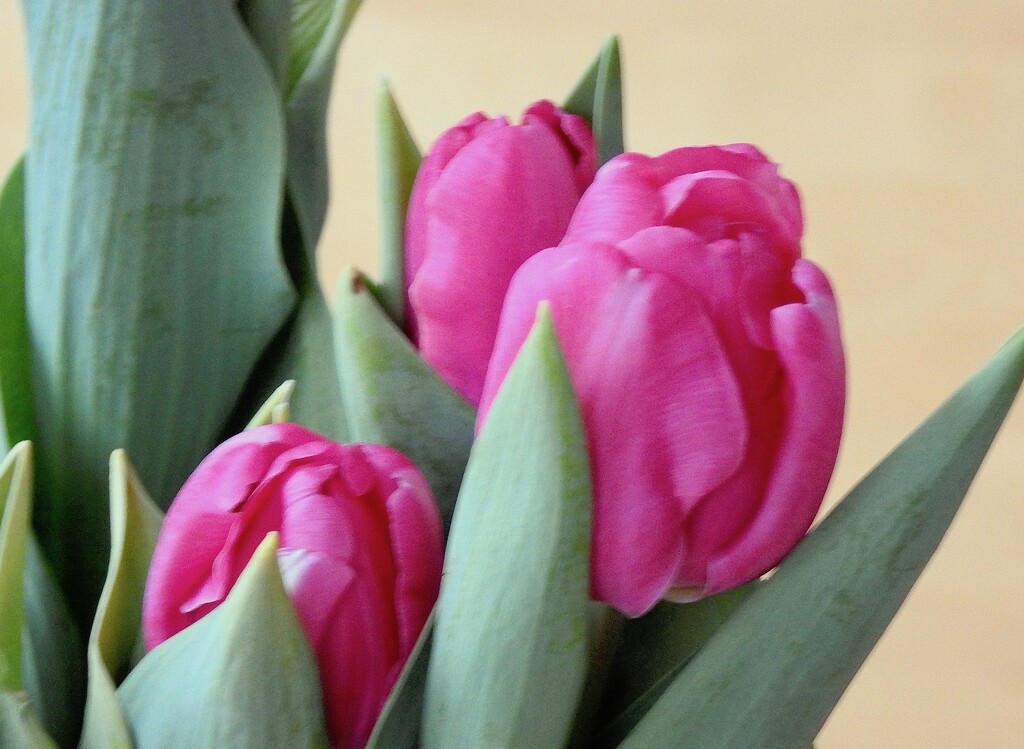 Tulips by sunnygreenwood