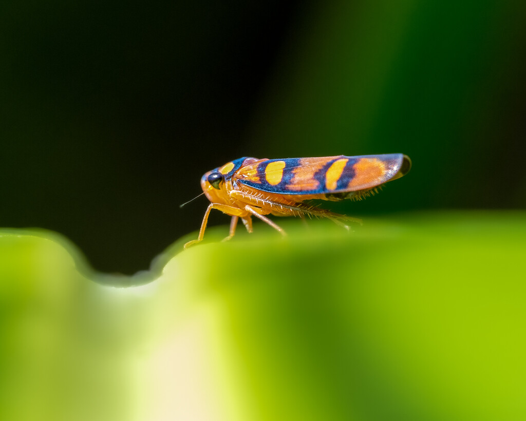 Leaf Hopper Belize by nicoleweg