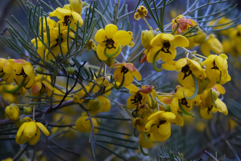 Yellow Feathery Cassia by sandlily