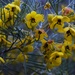 Yellow Feathery Cassia