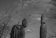 17th Mar 2023 - Blackbirds and cacti