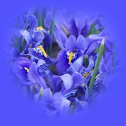 17th Mar 2023 - blue iris