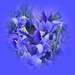 blue iris by quietpurplehaze