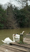 17th Mar 2023 - Swans