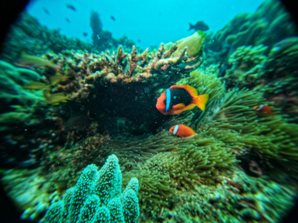 Clown fish by pusspup