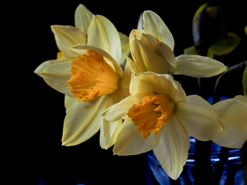 Daffodils by tosee