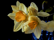 16th Mar 2023 - Daffodils