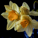Daffodils by tosee