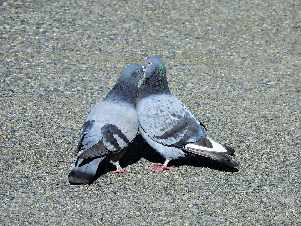 Pigeons Flirting by seattlite