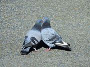 17th Mar 2023 - Pigeons Flirting