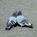Pigeons Flirting