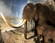 16th Mar 2023 - Woolly Mammoth and Baby