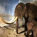 Woolly Mammoth and Baby
