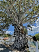 18th Mar 2023 - A lovely old narly tree at Russell Bay of Islands