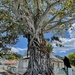 A lovely old narly tree at Russell Bay of Islands