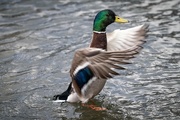 17th Mar 2023 - Duck having a bit of a flap