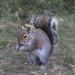 Squirrel by clearlightskies