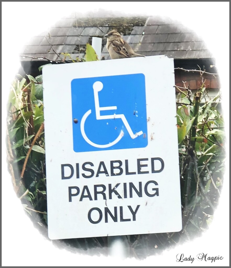 Disabled Sparrow by ladymagpie