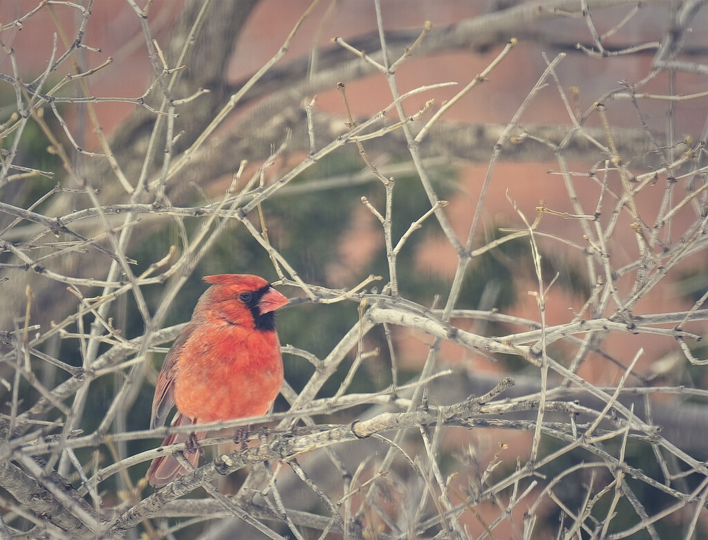 Cardinal in Lilac Branches by gardencat